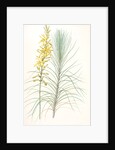 Asphodelus capillaris, Asphodeline liburnica; Asphodèle capillaire, Jacob's rod by Pierre Joseph Redouté