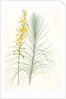 Asphodelus capillaris, Asphodeline liburnica; Asphodèle capillaire, Jacob's rod by Pierre Joseph Redouté