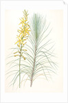 Asphodelus capillaris, Asphodeline liburnica; Asphodèle capillaire, Jacob's rod by Pierre Joseph Redouté