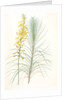Asphodelus capillaris, Asphodeline liburnica; Asphodèle capillaire, Jacob's rod by Pierre Joseph Redouté