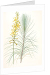 Asphodelus capillaris, Asphodeline liburnica; Asphodèle capillaire, Jacob's rod by Pierre Joseph Redouté