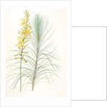 Asphodelus capillaris, Asphodeline liburnica; Asphodèle capillaire, Jacob's rod by Pierre Joseph Redouté