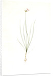 Allium mutabile, Ail changeant, Wild onion; Purple onion by Pierre Joseph Redouté