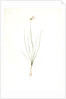 Allium mutabile, Ail changeant, Wild onion; Purple onion by Pierre Joseph Redouté