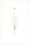 Allium mutabile, Ail changeant, Wild onion; Purple onion by Pierre Joseph Redouté