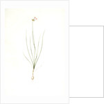 Allium mutabile, Ail changeant, Wild onion; Purple onion by Pierre Joseph Redouté