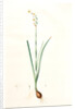 Narcissus dubius, Narcissus Tazetta; Narcisse douteux; Polyanthus Narcissus, Bunchflower Daffodil; Cream Narcissus] by Pierre Joseph Redouté