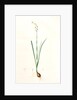 Narcissus dubius, Narcissus Tazetta; Narcisse douteux; Polyanthus Narcissus, Bunchflower Daffodil; Cream Narcissus] by Pierre Joseph Redouté