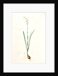 Narcissus dubius, Narcissus Tazetta; Narcisse douteux; Polyanthus Narcissus, Bunchflower Daffodil; Cream Narcissus] by Pierre Joseph Redouté