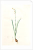 Narcissus dubius, Narcissus Tazetta; Narcisse douteux; Polyanthus Narcissus, Bunchflower Daffodil; Cream Narcissus] by Pierre Joseph Redouté