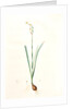 Narcissus dubius, Narcissus Tazetta; Narcisse douteux; Polyanthus Narcissus, Bunchflower Daffodil; Cream Narcissus] by Pierre Joseph Redouté