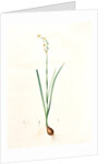 Narcissus dubius, Narcissus Tazetta; Narcisse douteux; Polyanthus Narcissus, Bunchflower Daffodil; Cream Narcissus] by Pierre Joseph Redouté
