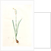 Narcissus dubius, Narcissus Tazetta; Narcisse douteux; Polyanthus Narcissus, Bunchflower Daffodil; Cream Narcissus] by Pierre Joseph Redouté