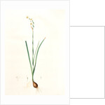 Narcissus dubius, Narcissus Tazetta; Narcisse douteux; Polyanthus Narcissus, Bunchflower Daffodil; Cream Narcissus] by Pierre Joseph Redouté