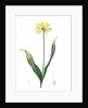 Allium Moly, Ail moly; Golden garlic, Lily leek by Pierre Joseph Redouté