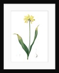 Allium Moly, Ail moly; Golden garlic, Lily leek by Pierre Joseph Redouté