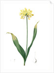 Allium Moly, Ail moly; Golden garlic, Lily leek by Pierre Joseph Redouté
