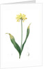 Allium Moly, Ail moly; Golden garlic, Lily leek by Pierre Joseph Redouté