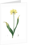 Allium Moly, Ail moly; Golden garlic, Lily leek by Pierre Joseph Redouté