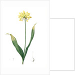 Allium Moly, Ail moly; Golden garlic, Lily leek by Pierre Joseph Redouté