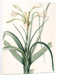 Amaryllis longifolia, Crinum longifolium, Long-leaved Amaryllis by Pierre Joseph Redouté