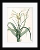 Amaryllis longifolia, Crinum longifolium, Long-leaved Amaryllis by Pierre Joseph Redouté
