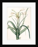Amaryllis longifolia, Crinum longifolium, Long-leaved Amaryllis by Pierre Joseph Redouté
