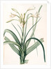 Amaryllis longifolia, Crinum longifolium, Long-leaved Amaryllis by Pierre Joseph Redouté