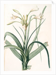 Amaryllis longifolia, Crinum longifolium, Long-leaved Amaryllis by Pierre Joseph Redouté