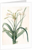 Amaryllis longifolia, Crinum longifolium, Long-leaved Amaryllis by Pierre Joseph Redouté