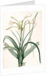 Amaryllis longifolia, Crinum longifolium, Long-leaved Amaryllis by Pierre Joseph Redouté