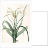 Amaryllis longifolia, Crinum longifolium, Long-leaved Amaryllis by Pierre Joseph Redouté