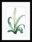 Eucomis punctata, Eucomis comosa; Eucomis ponctuée; Pineapple-Flower by Pierre Joseph Redouté
