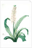 Eucomis punctata, Eucomis comosa; Eucomis ponctuée; Pineapple-Flower by Pierre Joseph Redouté