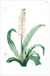 Eucomis punctata, Eucomis comosa; Eucomis ponctuée; Pineapple-Flower by Pierre Joseph Redouté