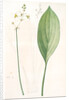 Sagittaria ovata, Sagittaria lancifolia; Sagittaire à feuilles ovales by Pierre Joseph Redouté