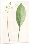 Sagittaria ovata, Sagittaria lancifolia; Sagittaire à feuilles ovales by Pierre Joseph Redouté