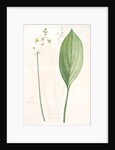 Sagittaria ovata, Sagittaria lancifolia; Sagittaire à feuilles ovales by Pierre Joseph Redouté