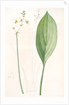 Sagittaria ovata, Sagittaria lancifolia; Sagittaire à feuilles ovales by Pierre Joseph Redouté