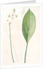Sagittaria ovata, Sagittaria lancifolia; Sagittaire à feuilles ovales by Pierre Joseph Redouté