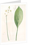 Sagittaria ovata, Sagittaria lancifolia; Sagittaire à feuilles ovales by Pierre Joseph Redouté