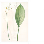 Sagittaria ovata, Sagittaria lancifolia; Sagittaire à feuilles ovales by Pierre Joseph Redouté