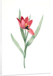 Tulipa oculus-Colis, Tulipe æil de Coleil by Pierre Joseph Redouté