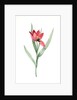 Tulipa oculus-Colis, Tulipe æil de Coleil by Pierre Joseph Redouté