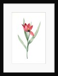 Tulipa oculus-Colis, Tulipe æil de Coleil by Pierre Joseph Redouté