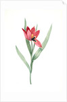 Tulipa oculus-Colis, Tulipe æil de Coleil by Pierre Joseph Redouté