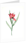 Tulipa oculus-Colis, Tulipe æil de Coleil by Pierre Joseph Redouté