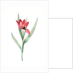 Tulipa oculus-Colis, Tulipe æil de Coleil by Pierre Joseph Redouté