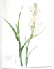 Polianthes tuberosa, Polianthe tubérose; Tuberose by Pierre Joseph Redouté