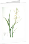 Polianthes tuberosa, Polianthe tubérose; Tuberose by Pierre Joseph Redouté